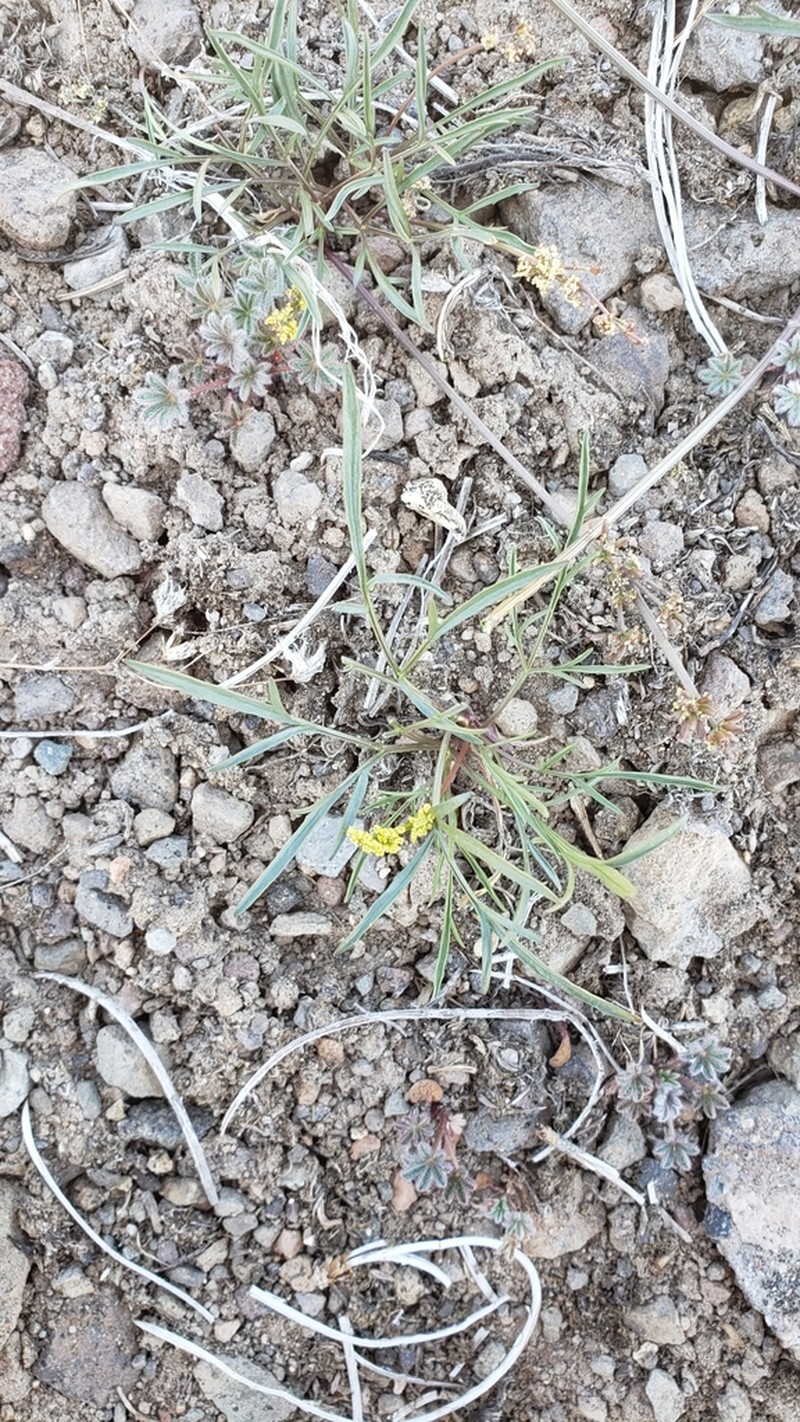 Stebbins' Desertparsley photo 7