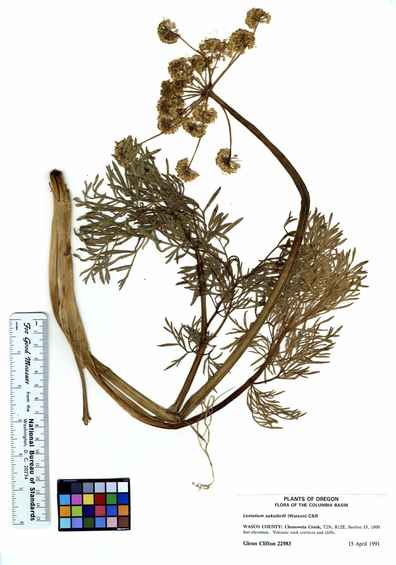 Suksdorf's Desertparsley