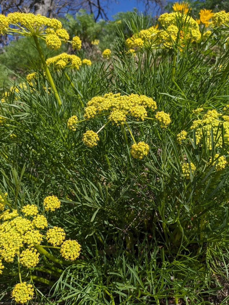 Suksdorf's Desertparsley photo 2
