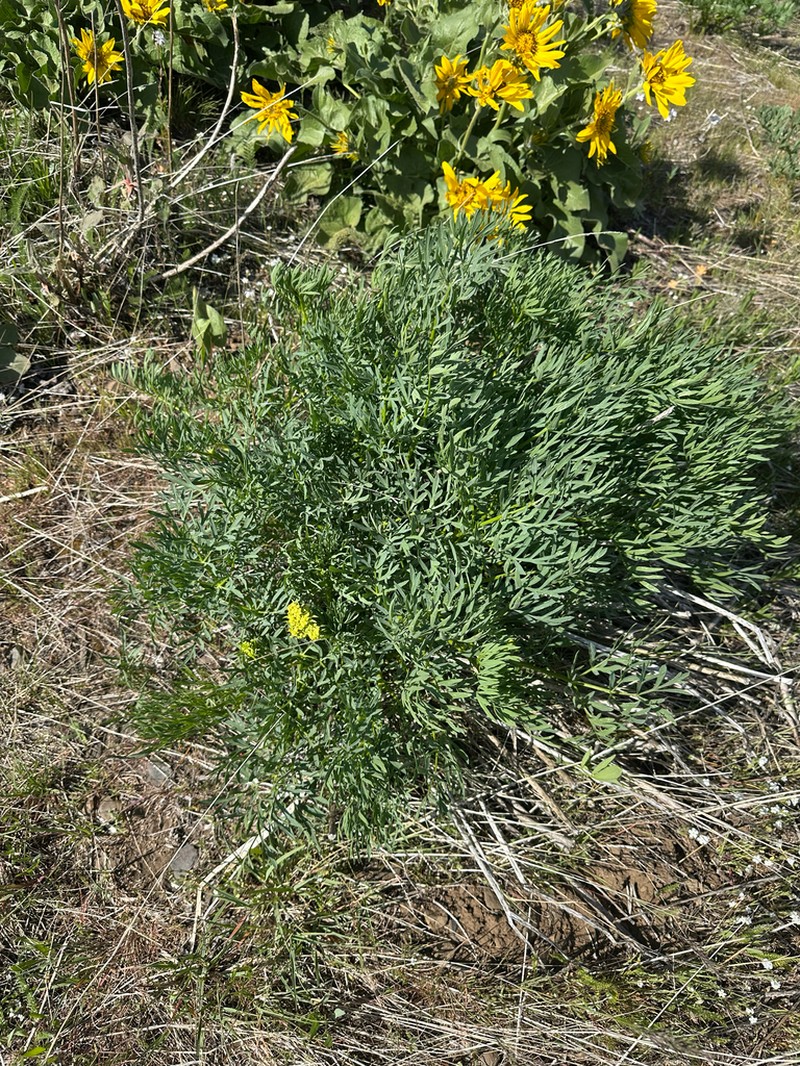 Suksdorf's Desertparsley photo 3