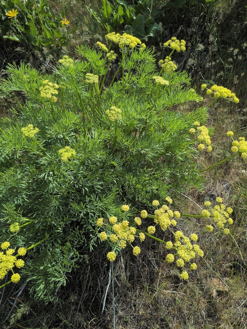 Suksdorf's Desertparsley photo 4