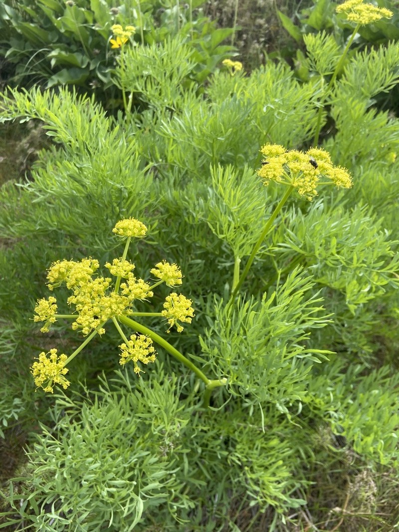 Suksdorf's Desertparsley photo 5