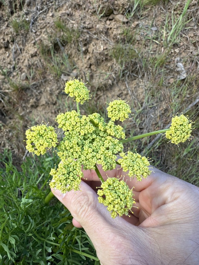 Suksdorf's Desertparsley photo 6