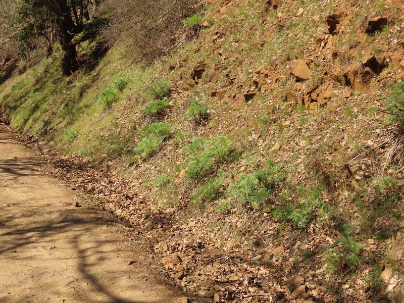 Suksdorf's Desertparsley photo 7