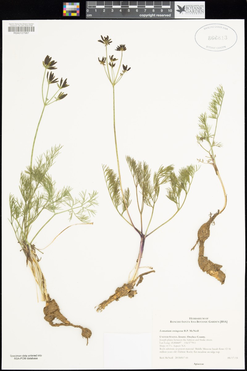 Lomatium swingerae photo 3