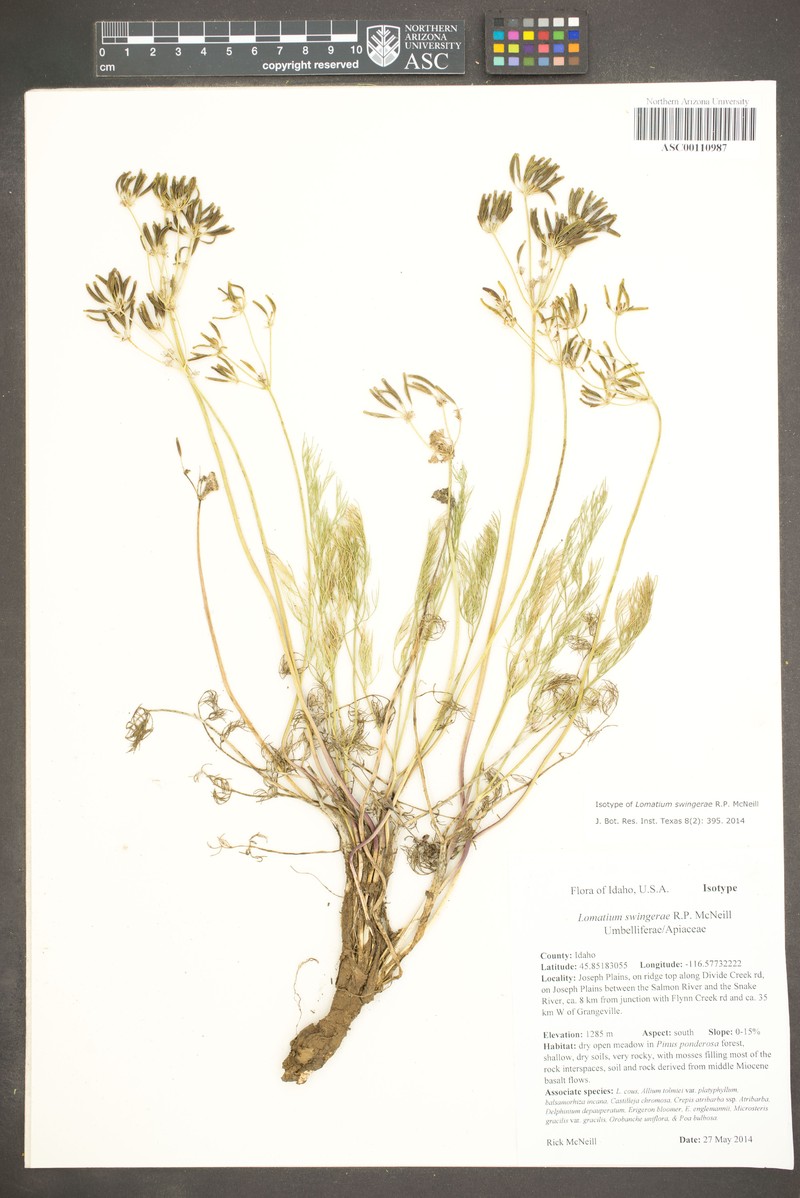 Lomatium swingerae photo 4