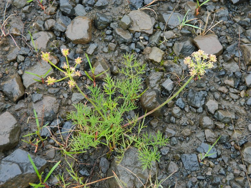 Lomatium swingerae photo 2