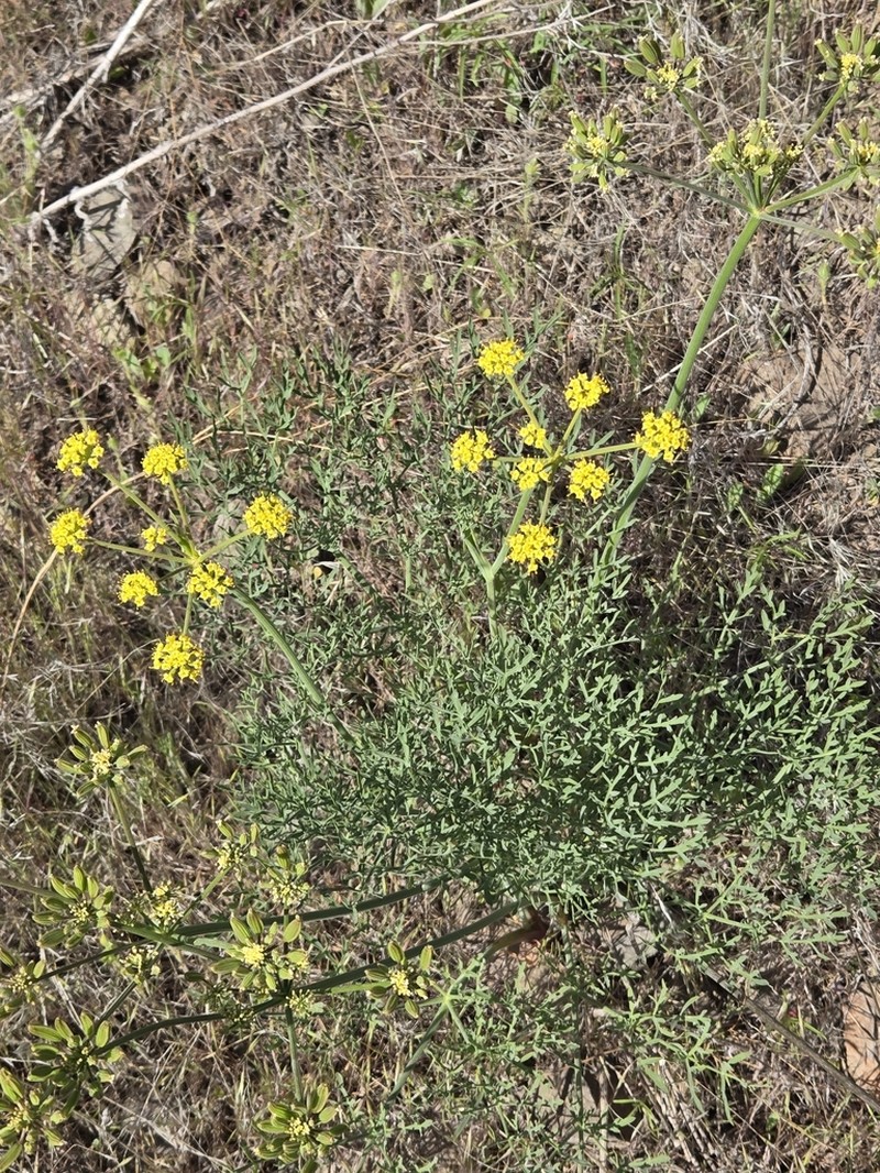 Yakama Biscuitroot