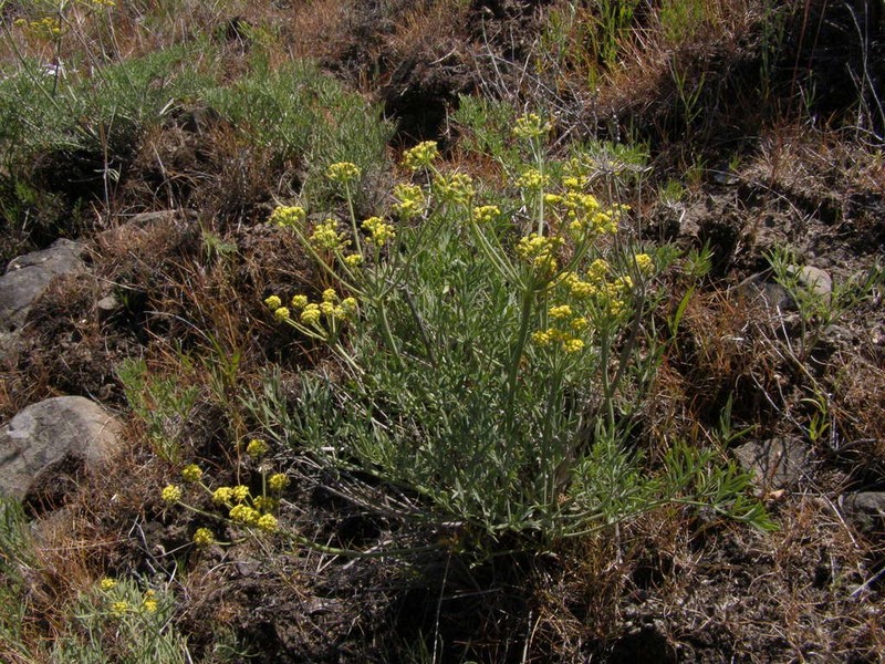 Yakama Biscuitroot photo 2