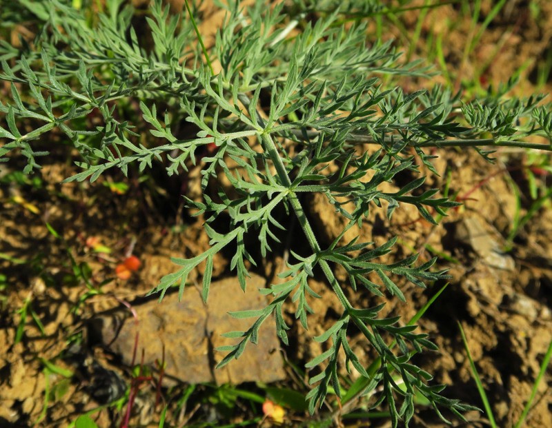 Yakama Biscuitroot photo 4