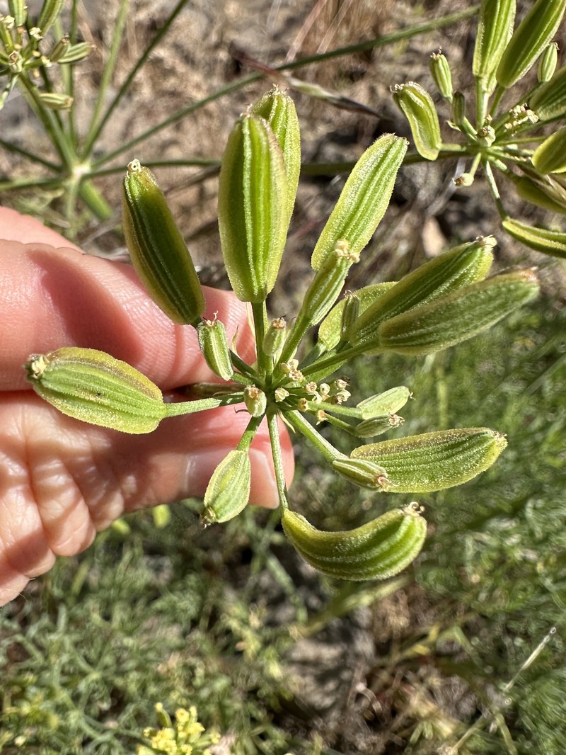 Yakama Biscuitroot photo 7