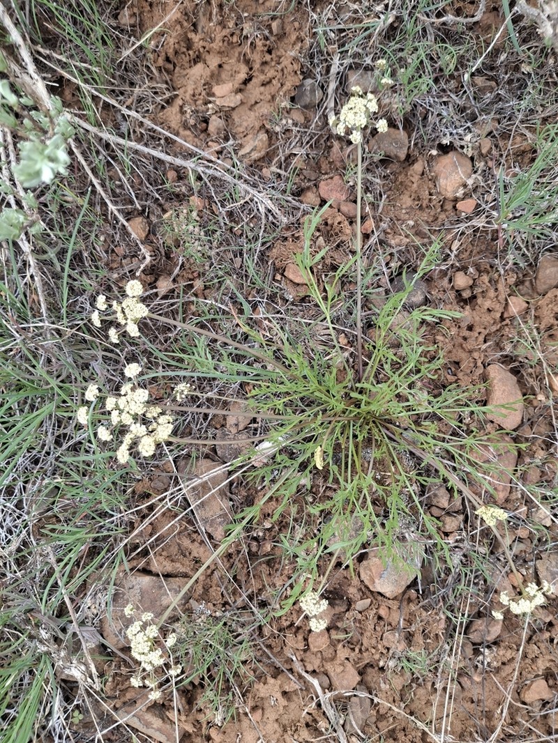 Spider Biscuitroot photo 2