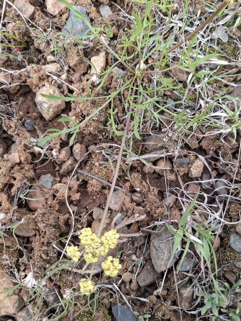 Spider Biscuitroot photo 5