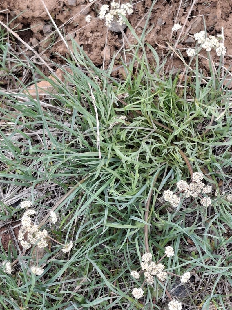 Spider Biscuitroot photo 6