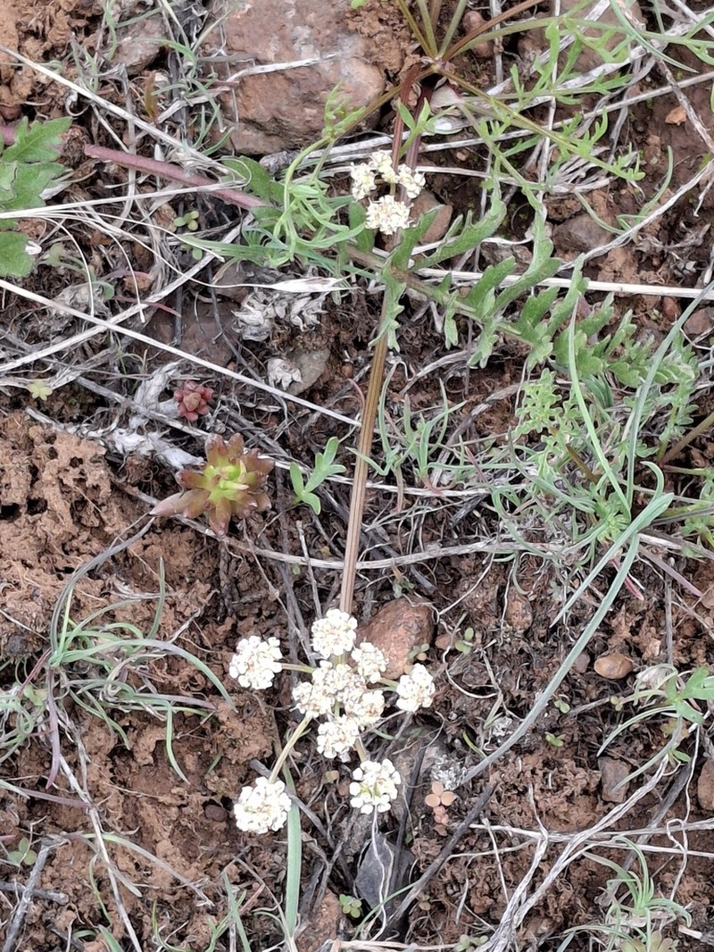 Spider Biscuitroot photo 7