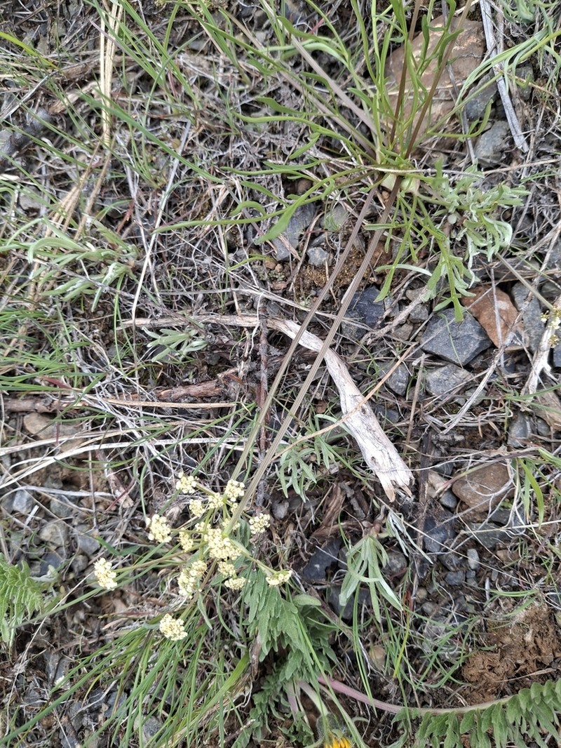 Spider Biscuitroot photo 8