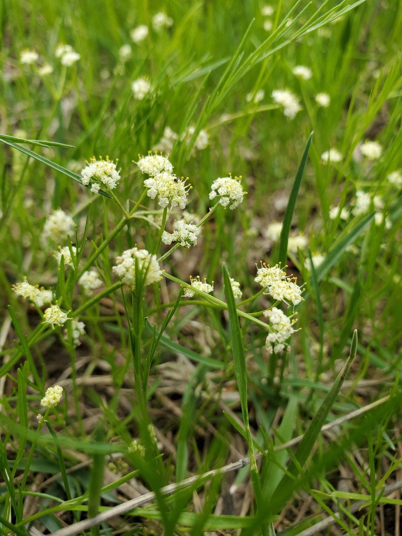Leiberg's Umbrellawort