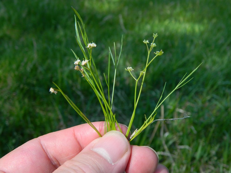 Leiberg's Umbrellawort photo 2