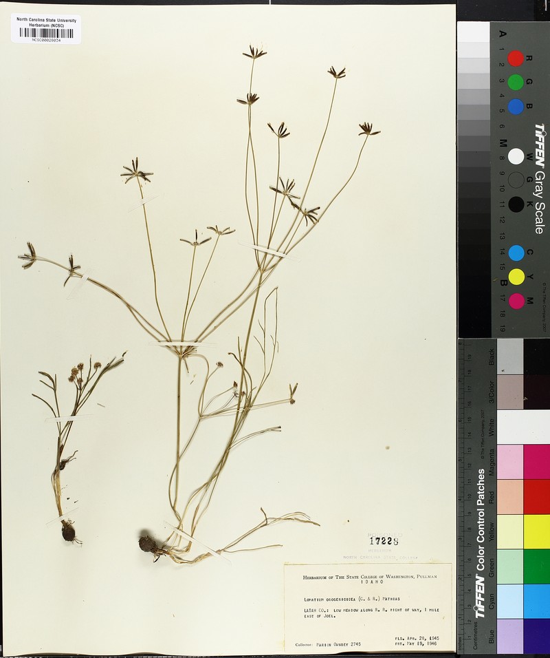 Leiberg's Umbrellawort photo 4
