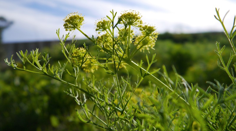Thompson's Desertparsley photo 4