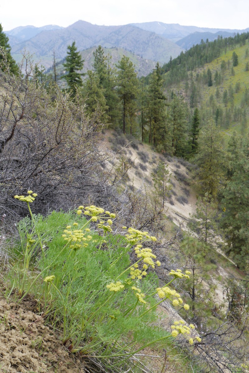 Thompson's Desertparsley photo 5