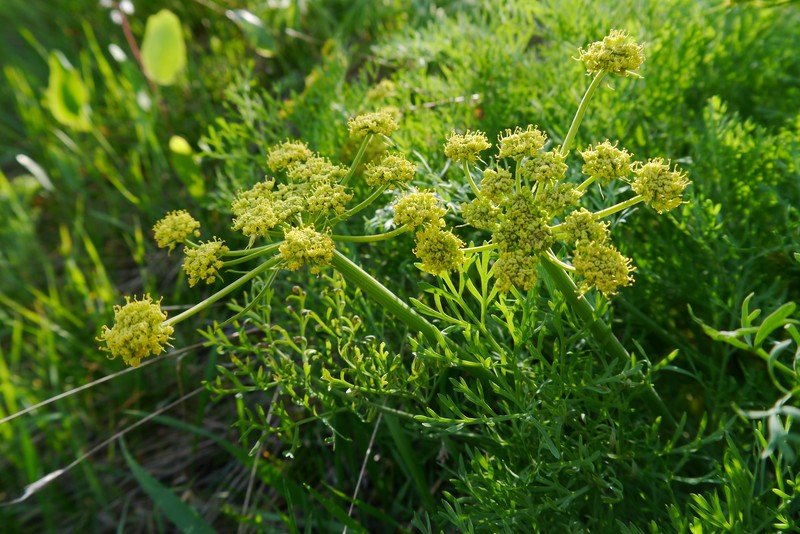 Thompson's Desertparsley photo 6
