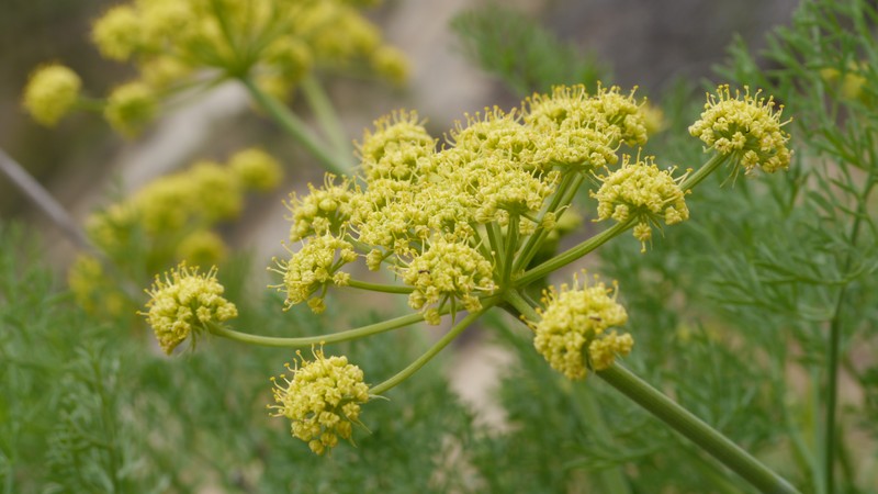 Thompson's Desertparsley