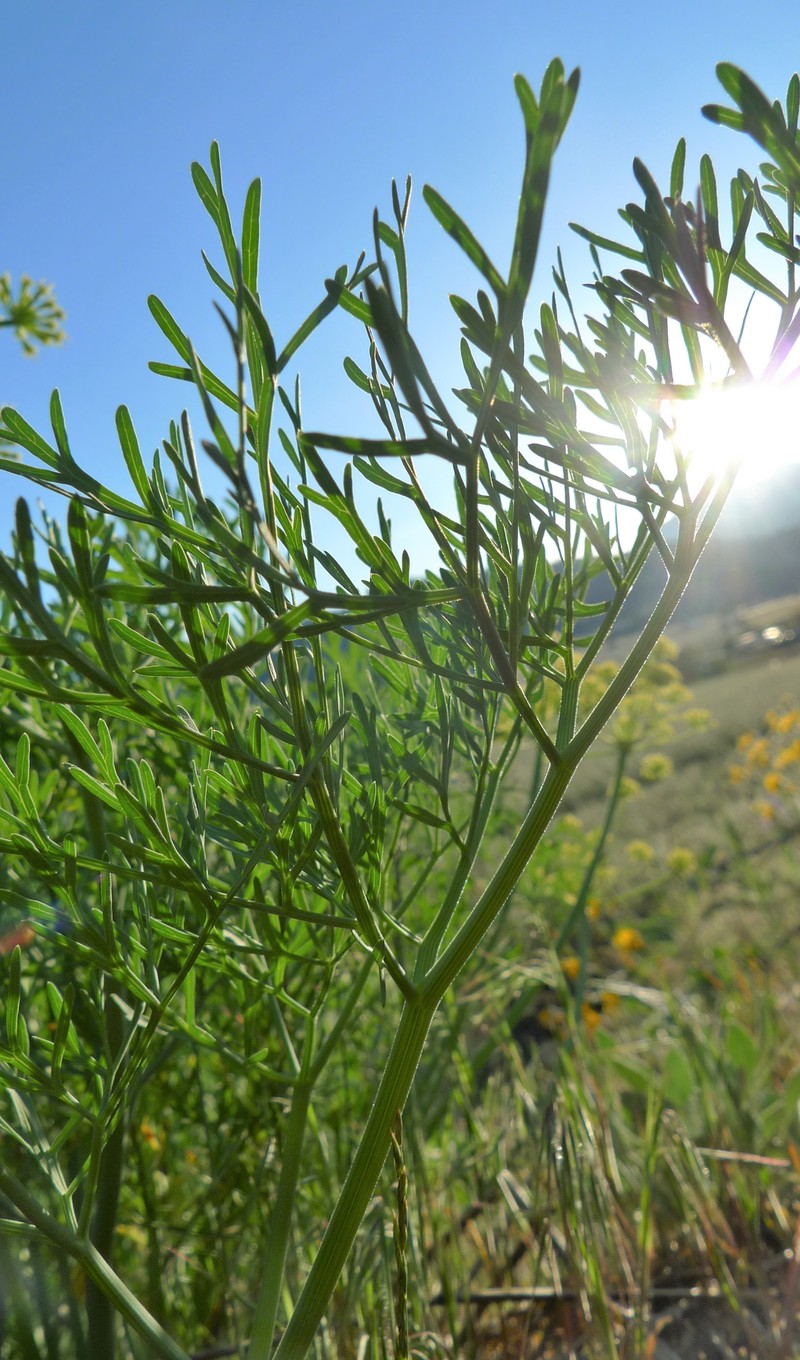 Thompson's Desertparsley photo 2