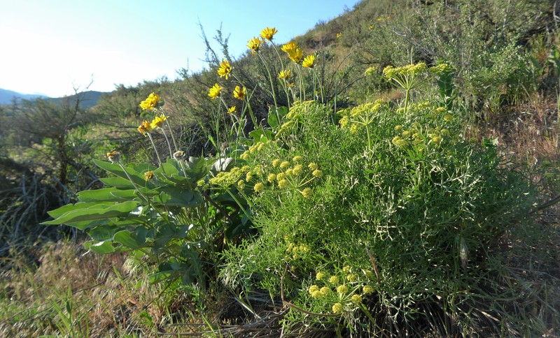 Thompson's Desertparsley photo 3