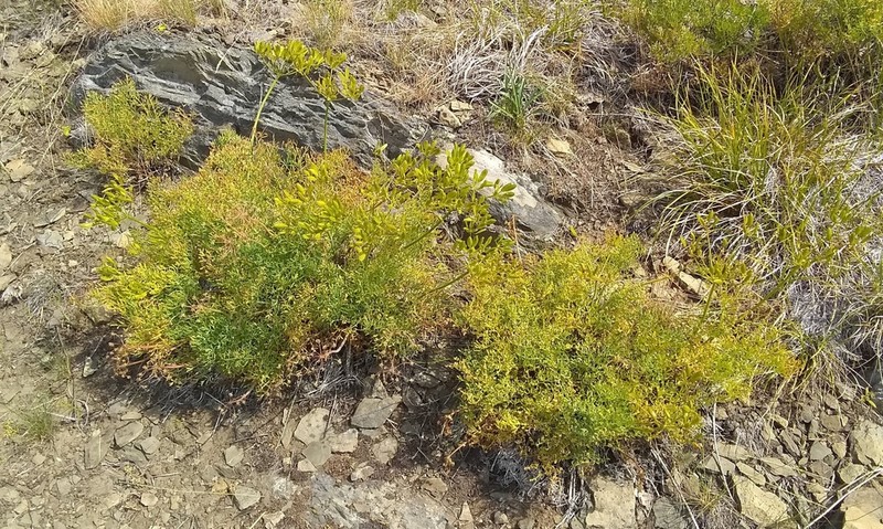 Thompson's Desertparsley photo 3