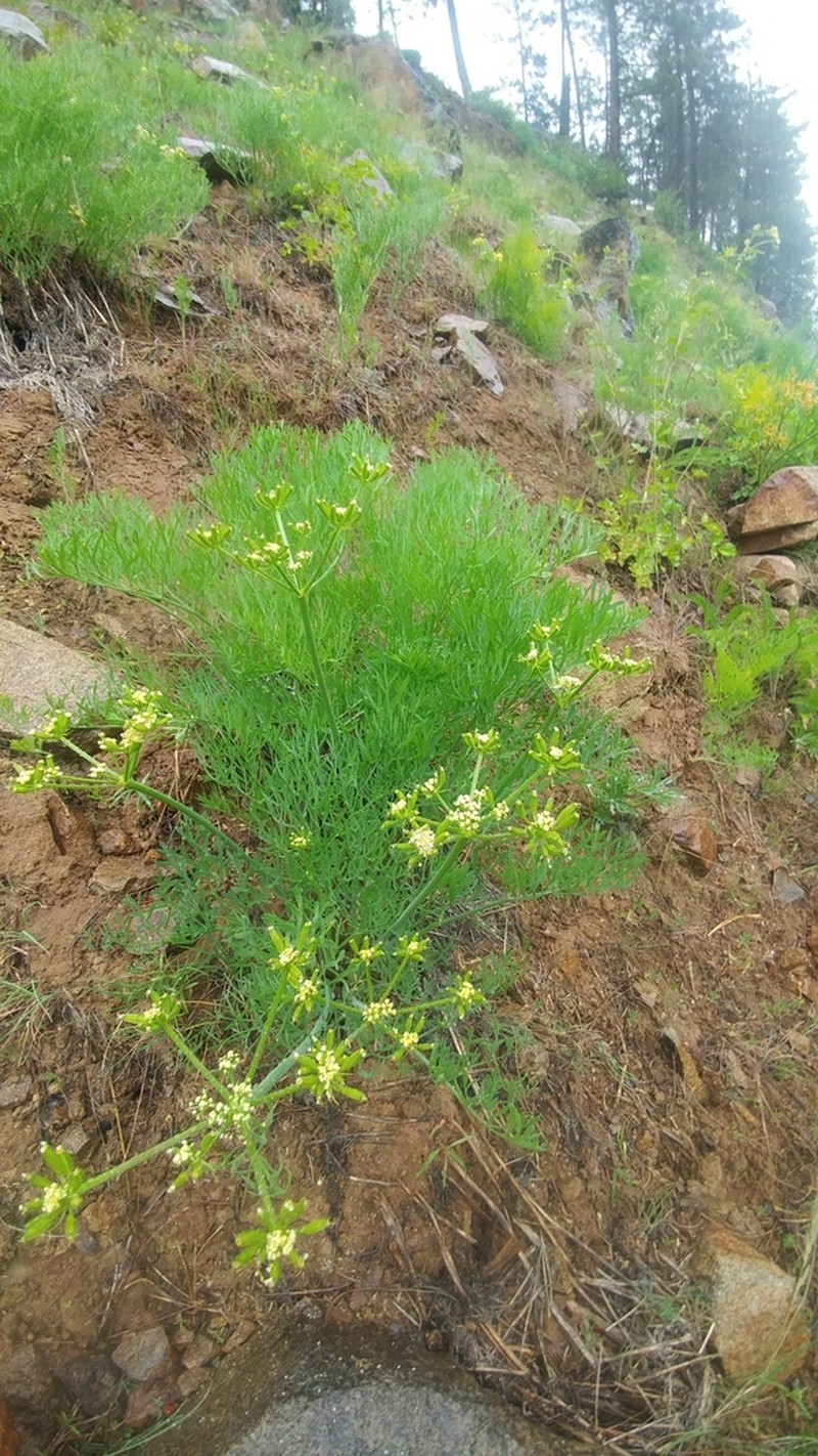 Thompson's Desertparsley photo 4