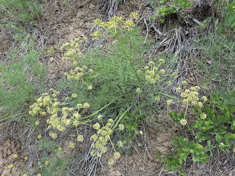 Thompson's Desertparsley photo 5