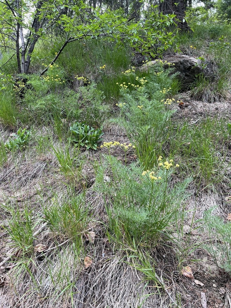 Thompson's Desertparsley photo 6
