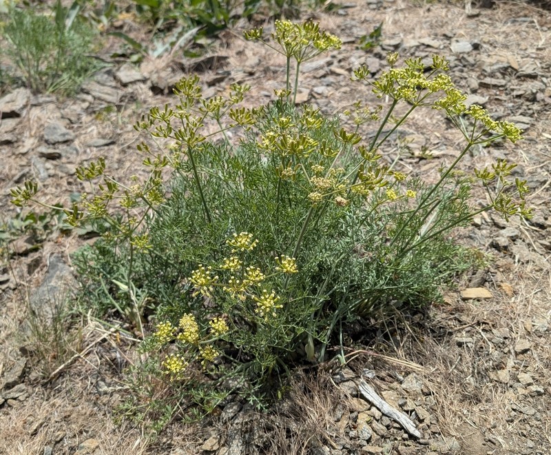 Thompson's Desertparsley photo 7
