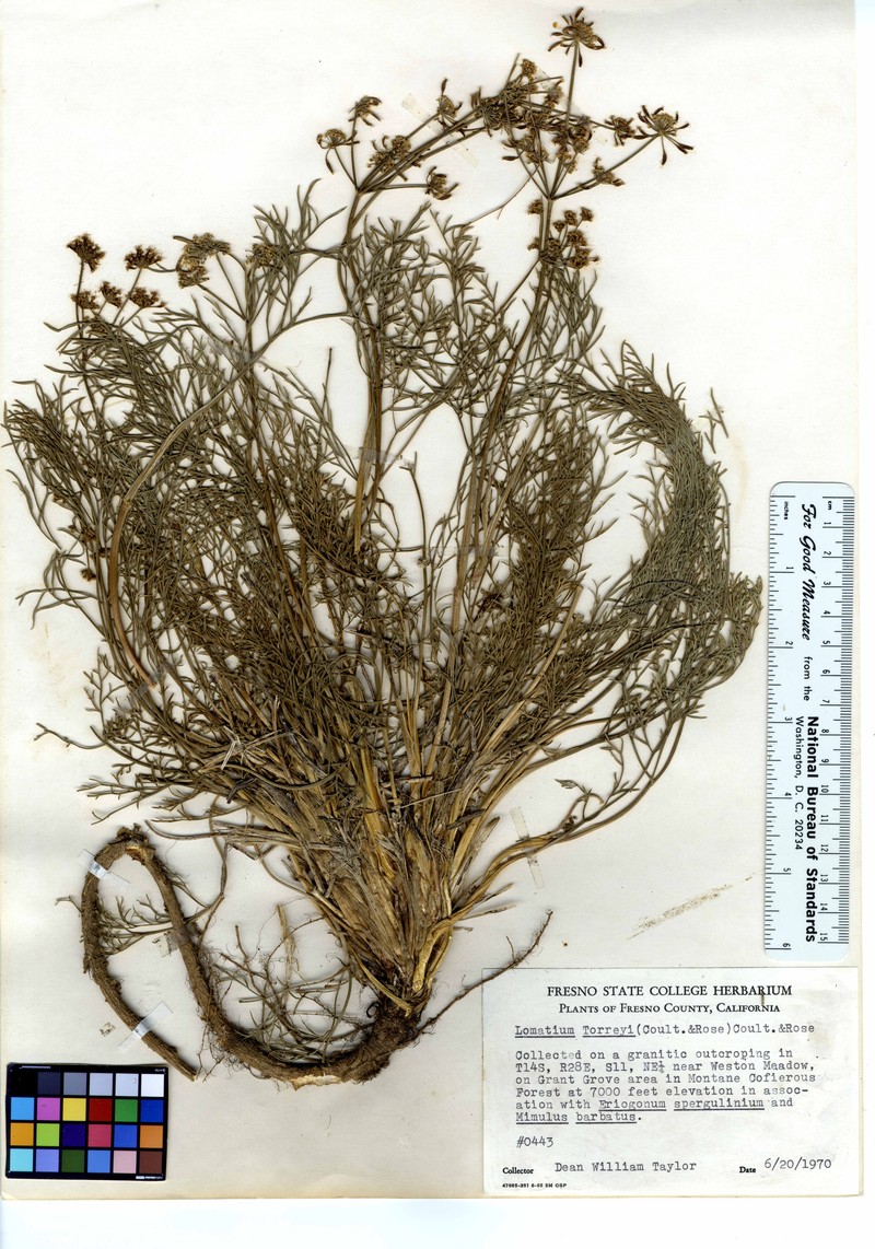 Sierra Biscuitroot