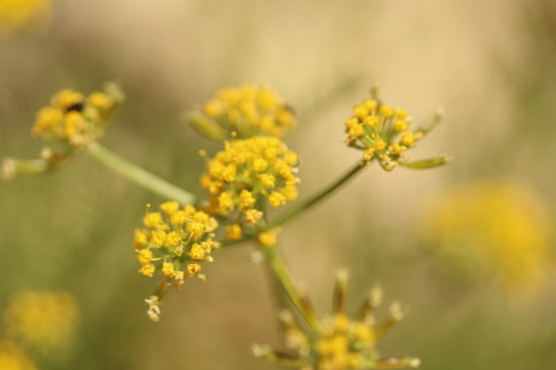 Sierra Biscuitroot photo 2