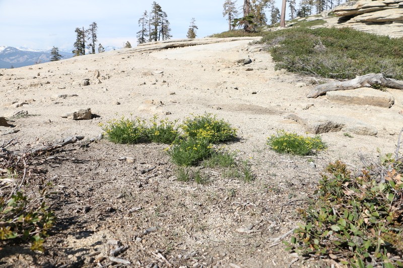 Sierra Biscuitroot photo 3