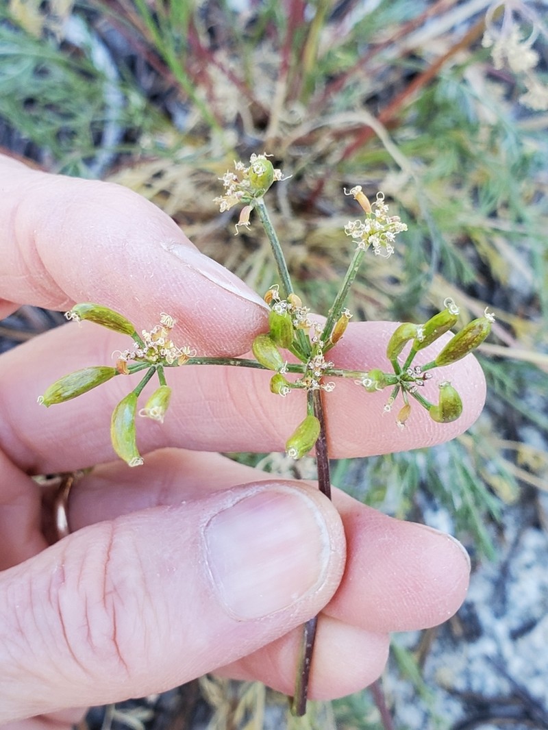 Sierra Biscuitroot photo 7