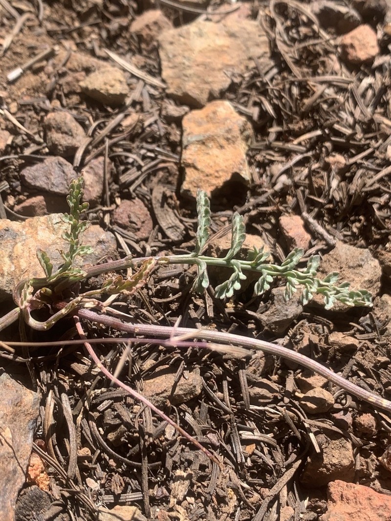 Tracy's Desertparsley photo 6