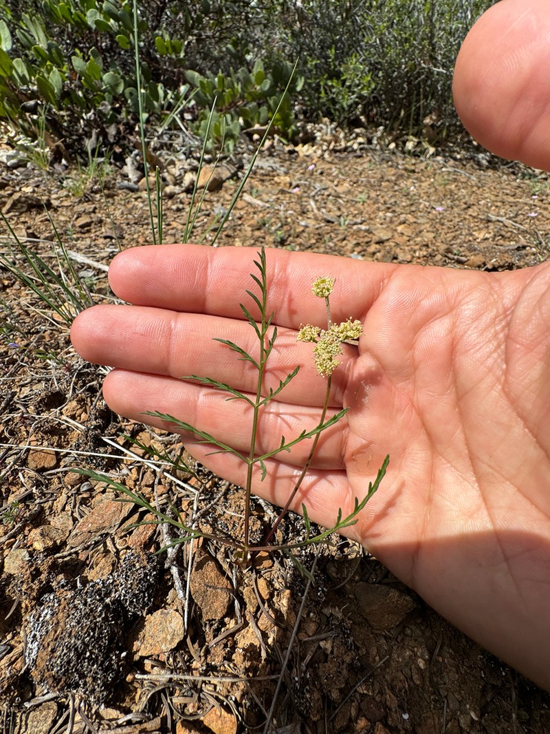 Tracy's Desertparsley photo 7