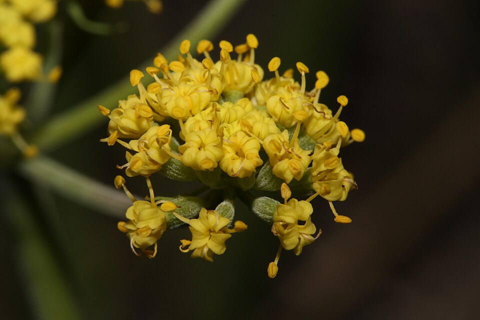 Nineleaf Biscuitroot photo 4