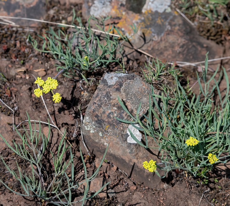 Packard's Desertparsley