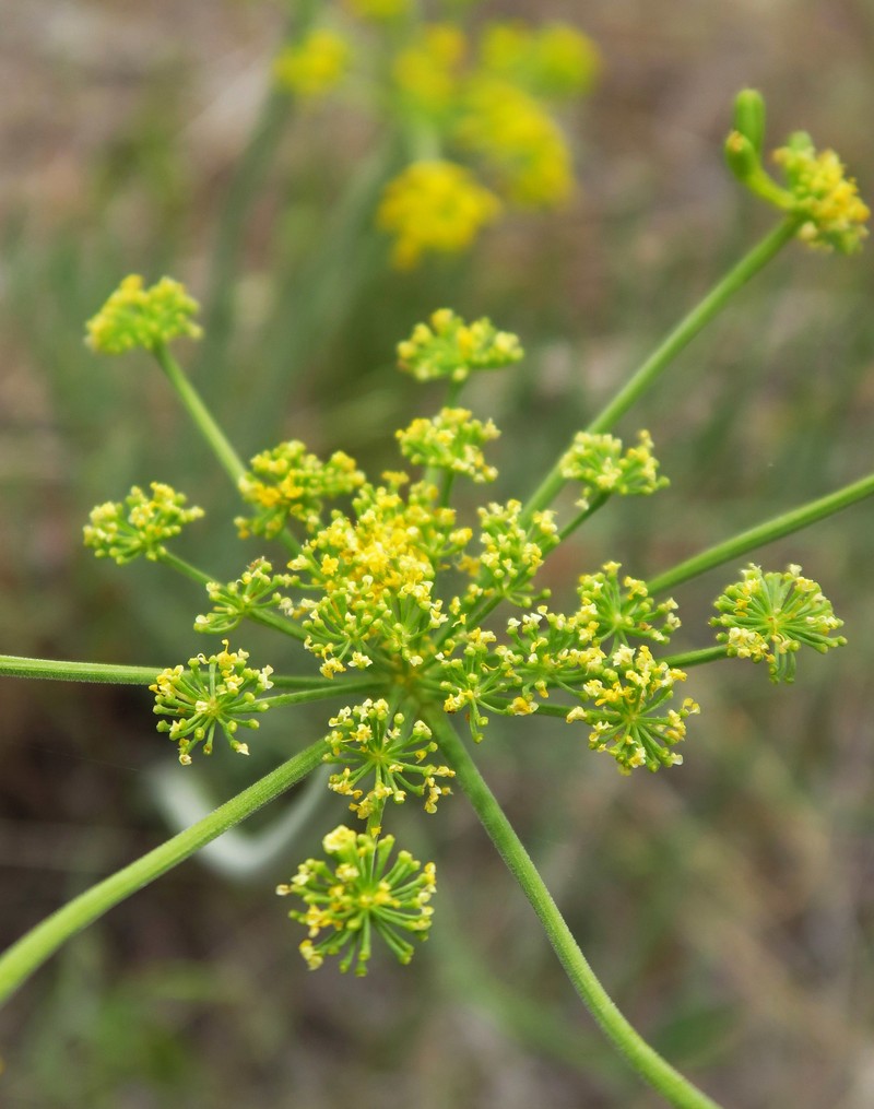Packard's Desertparsley photo 2