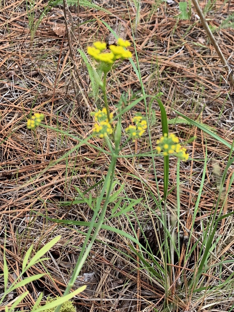 Packard's Desertparsley photo 3