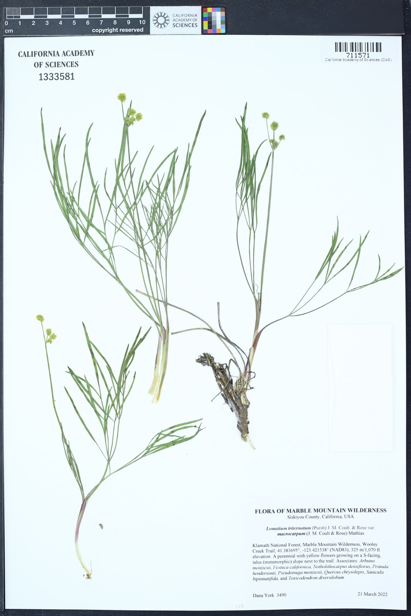 Packard's Desertparsley photo 4