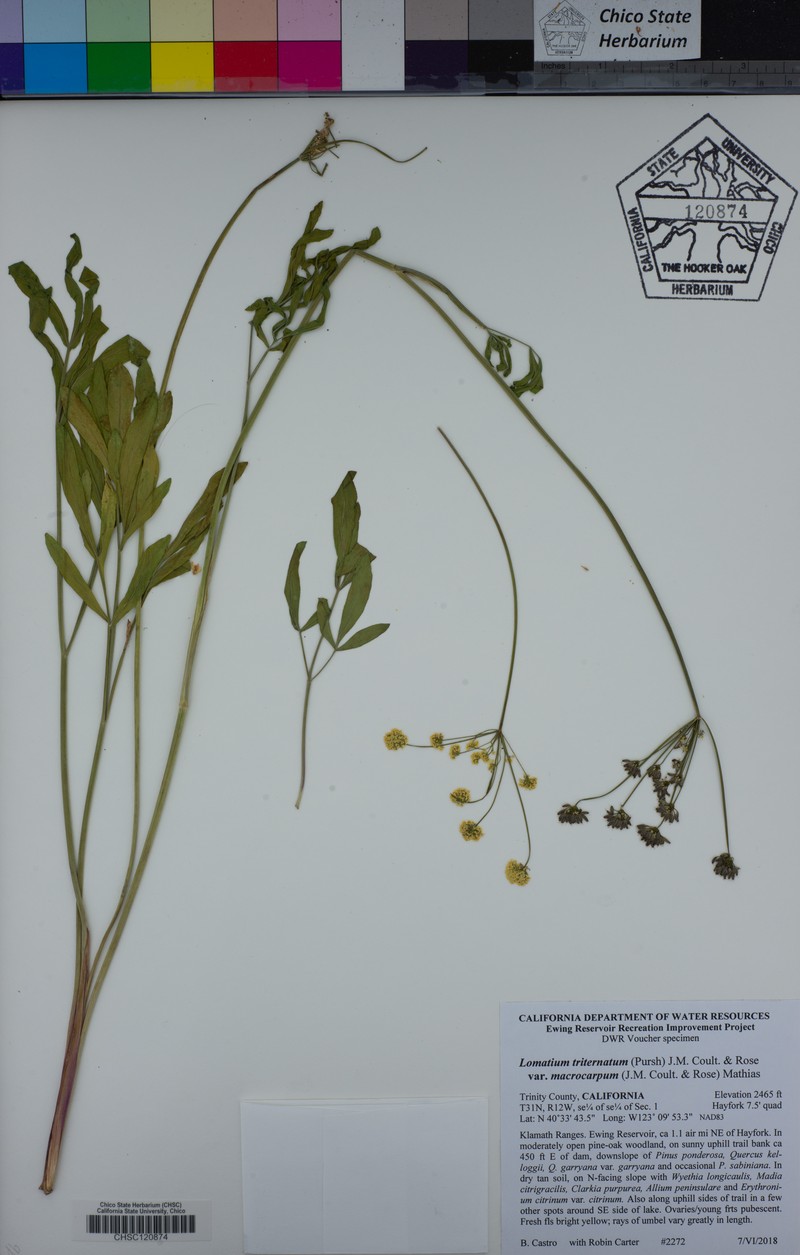 Packard's Desertparsley photo 5