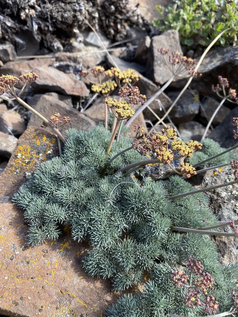 Hoover's Desertparsley