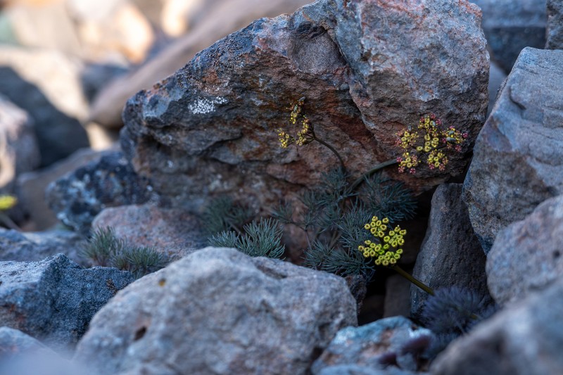 Hoover's Desertparsley photo 2