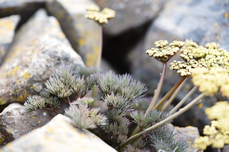 Hoover's Desertparsley photo 3