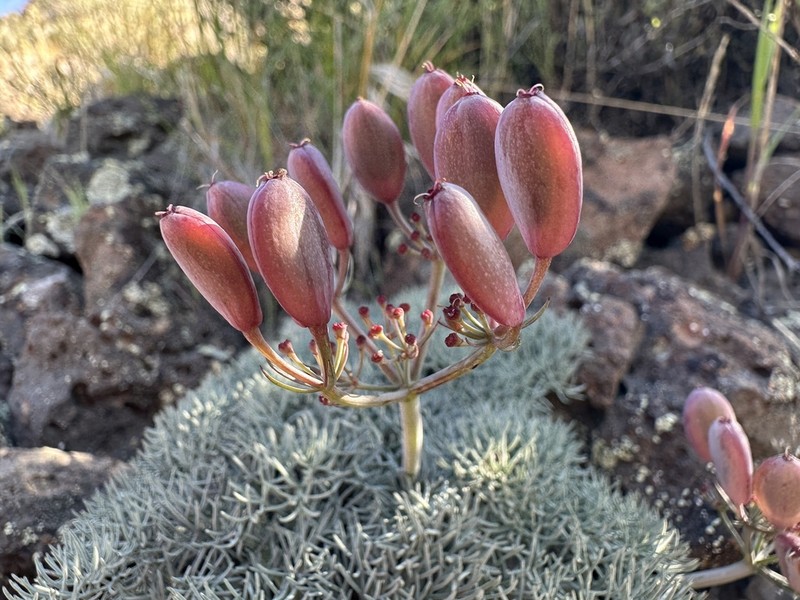 Hoover's Desertparsley photo 4